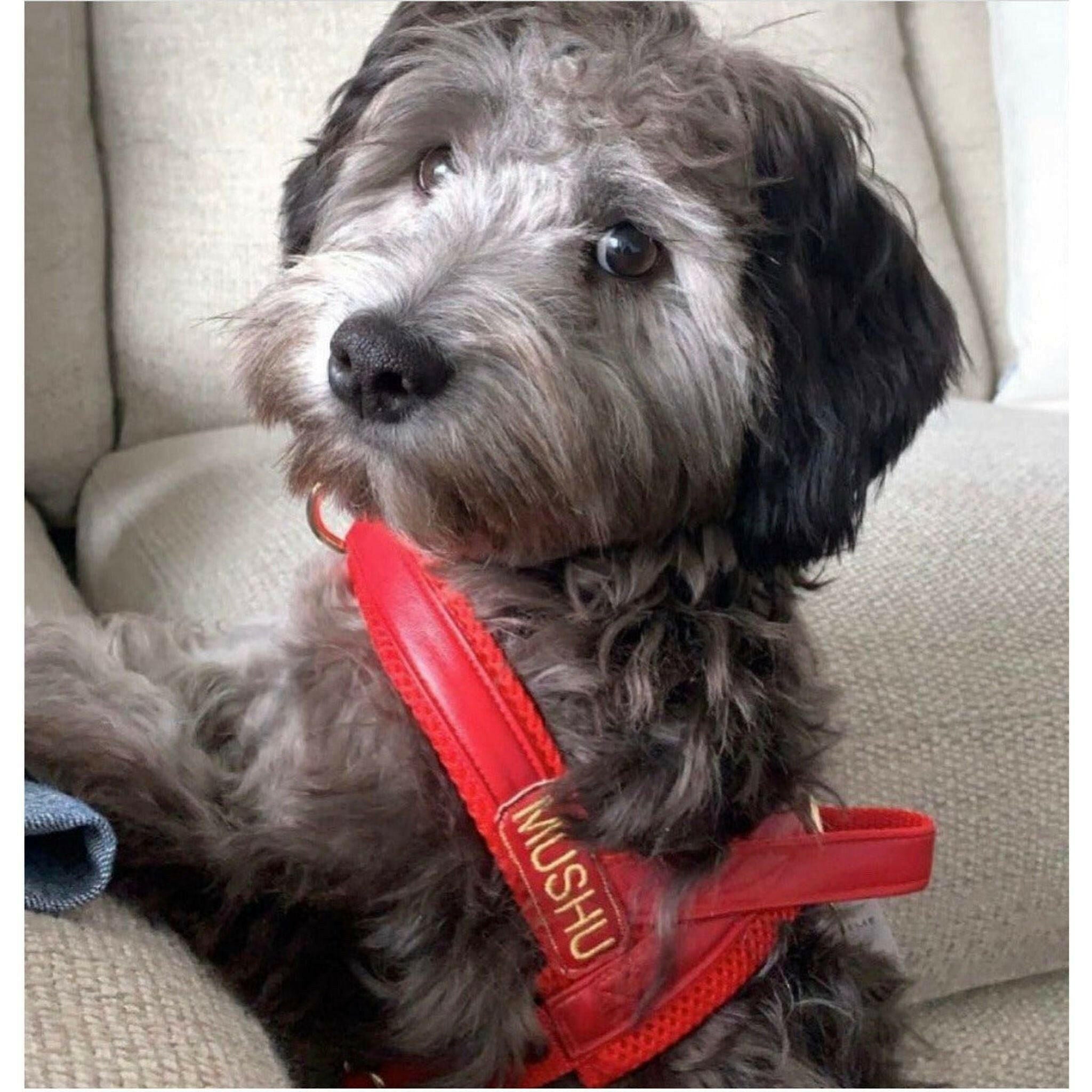 Cherry Red Leather Collar.