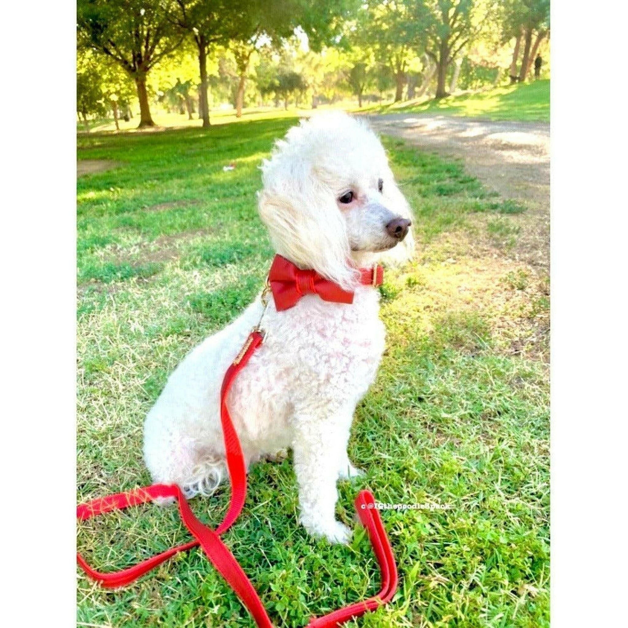 Cherry Red Leather Leash.