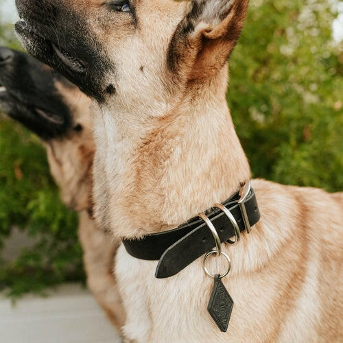 Leather Dog Collar Classic.