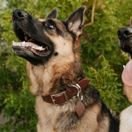 Leather Dog Collar Classic.