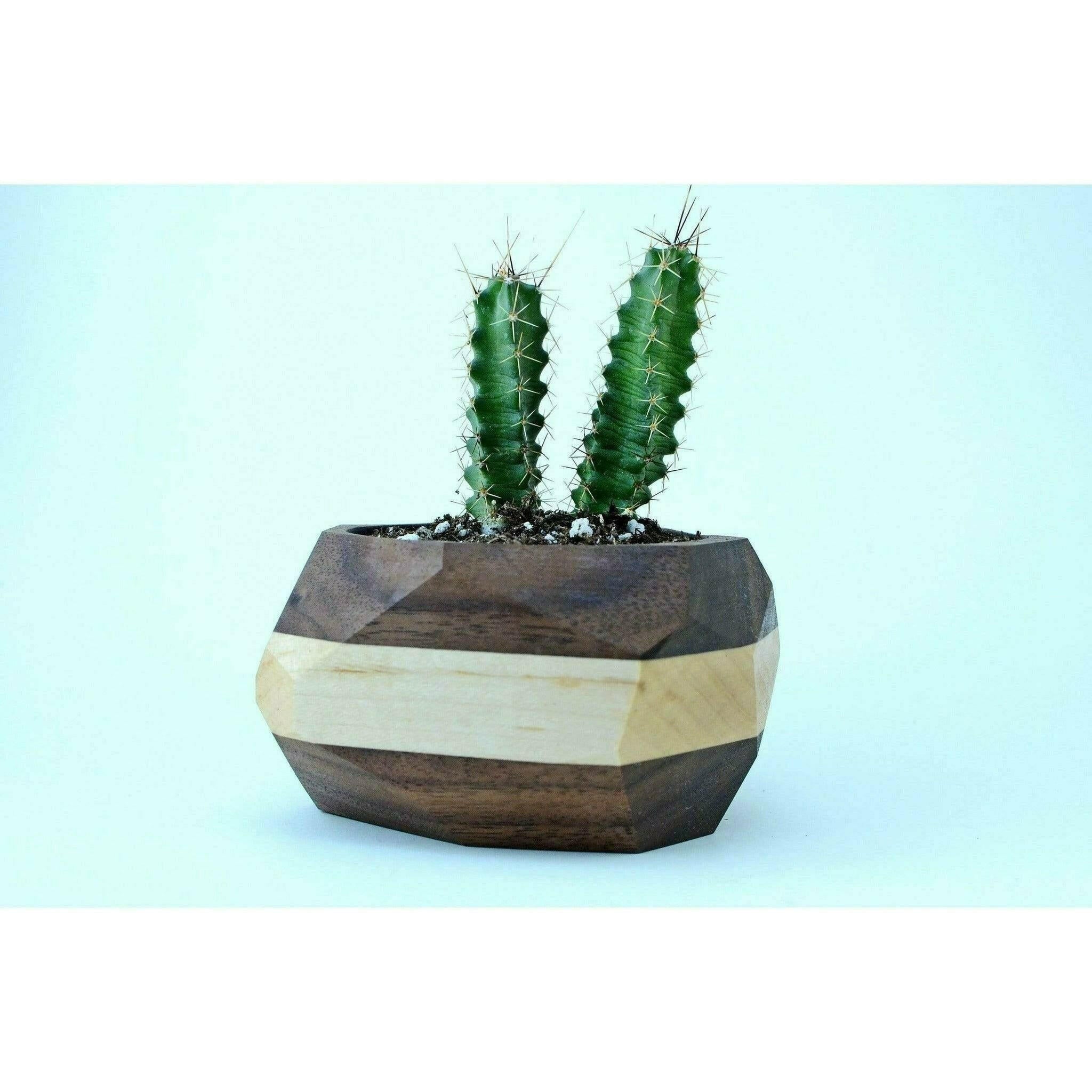 Geometric Cactus & Succulent Planter.