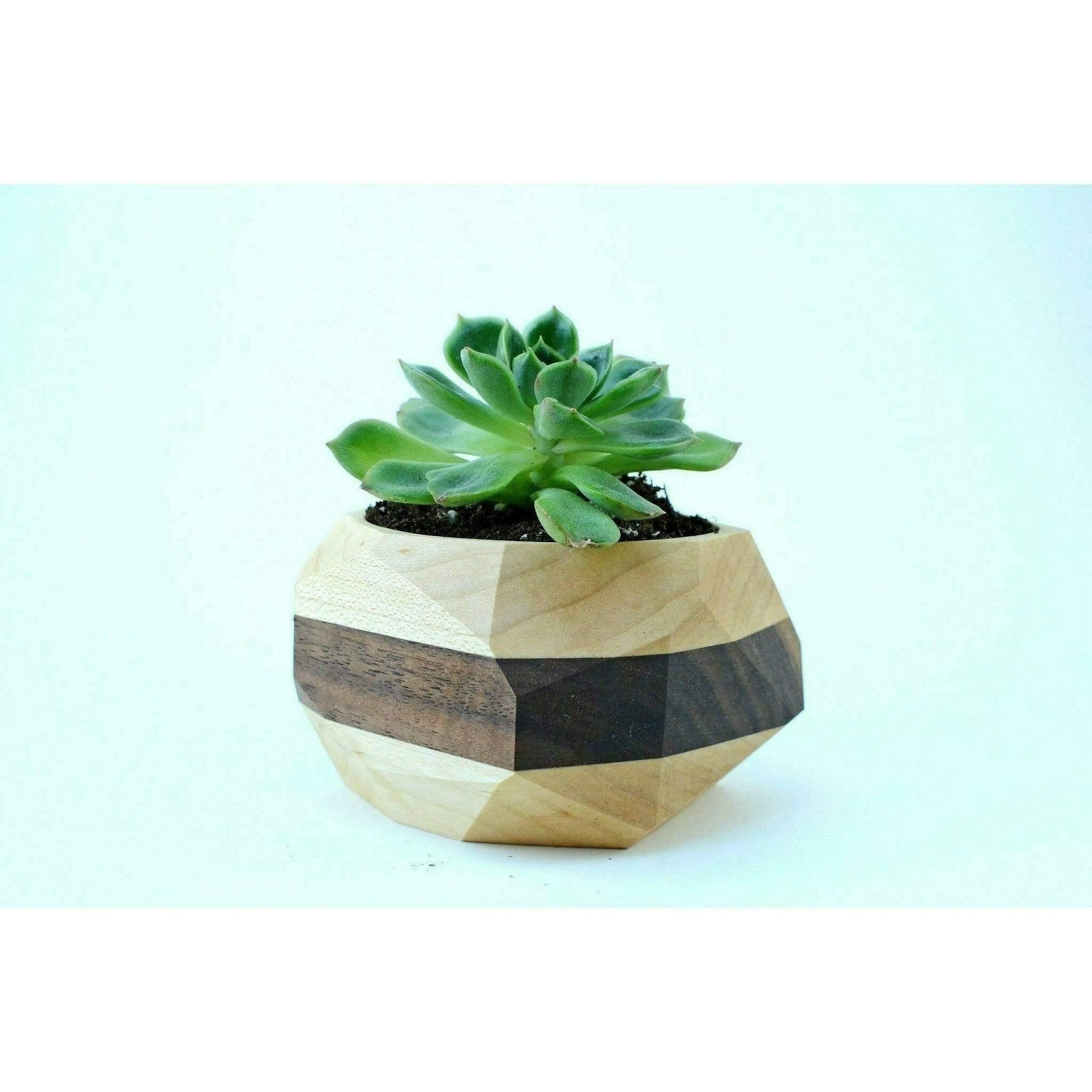 Geometric Cactus & Succulent Planter.