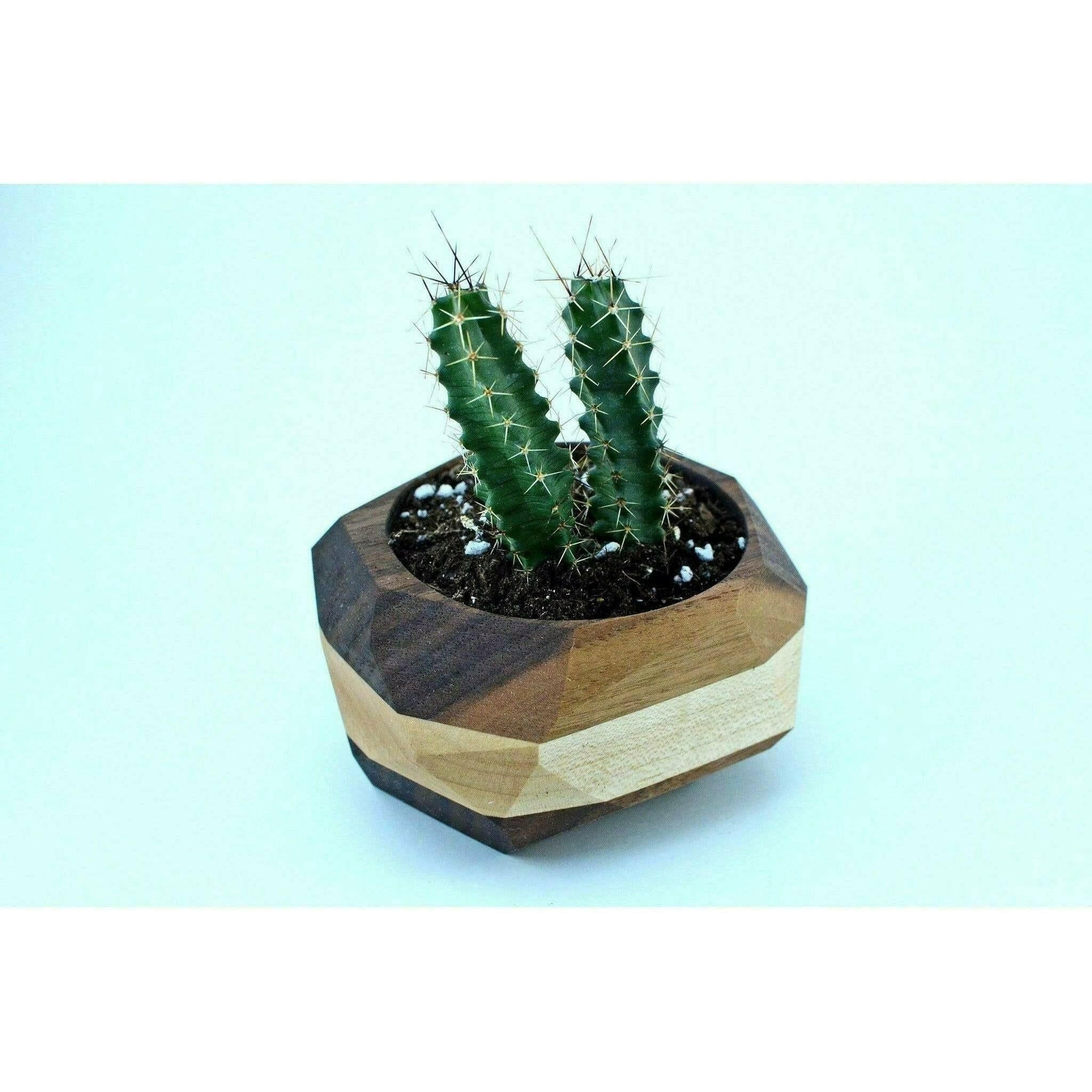 Geometric Cactus & Succulent Planter.