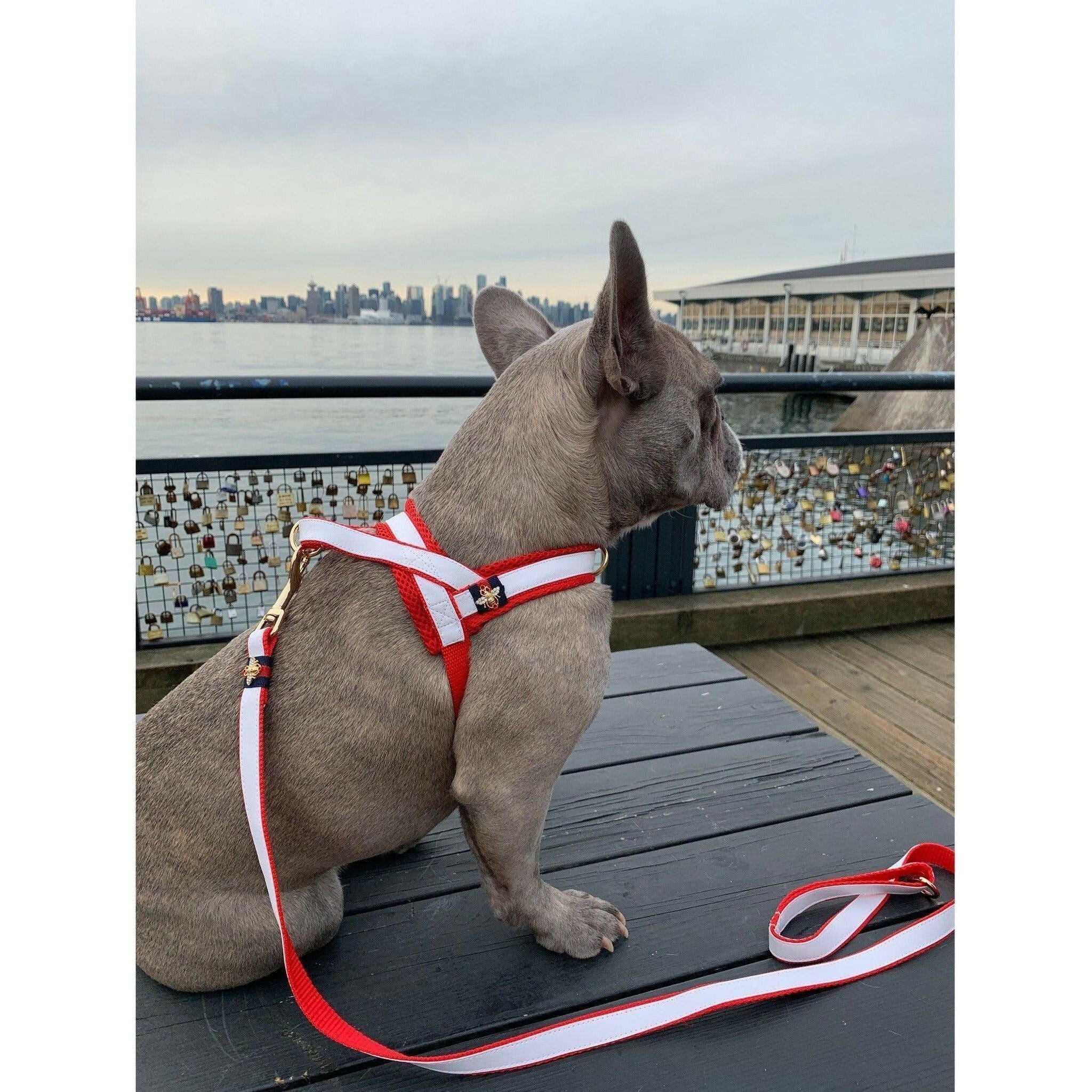 La Parisienne One-Click Dog Harness.