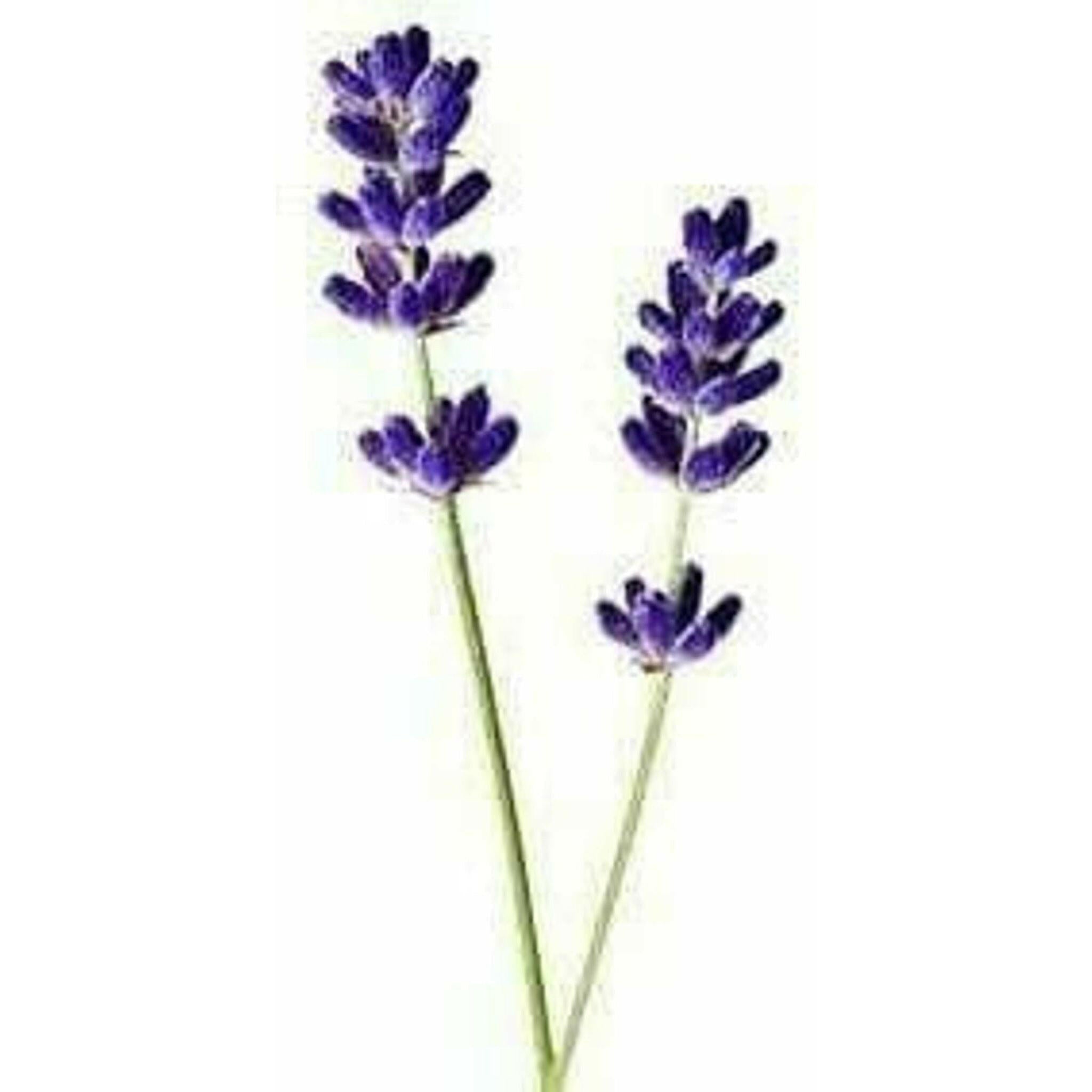 Lavender Fields Calming Spray.