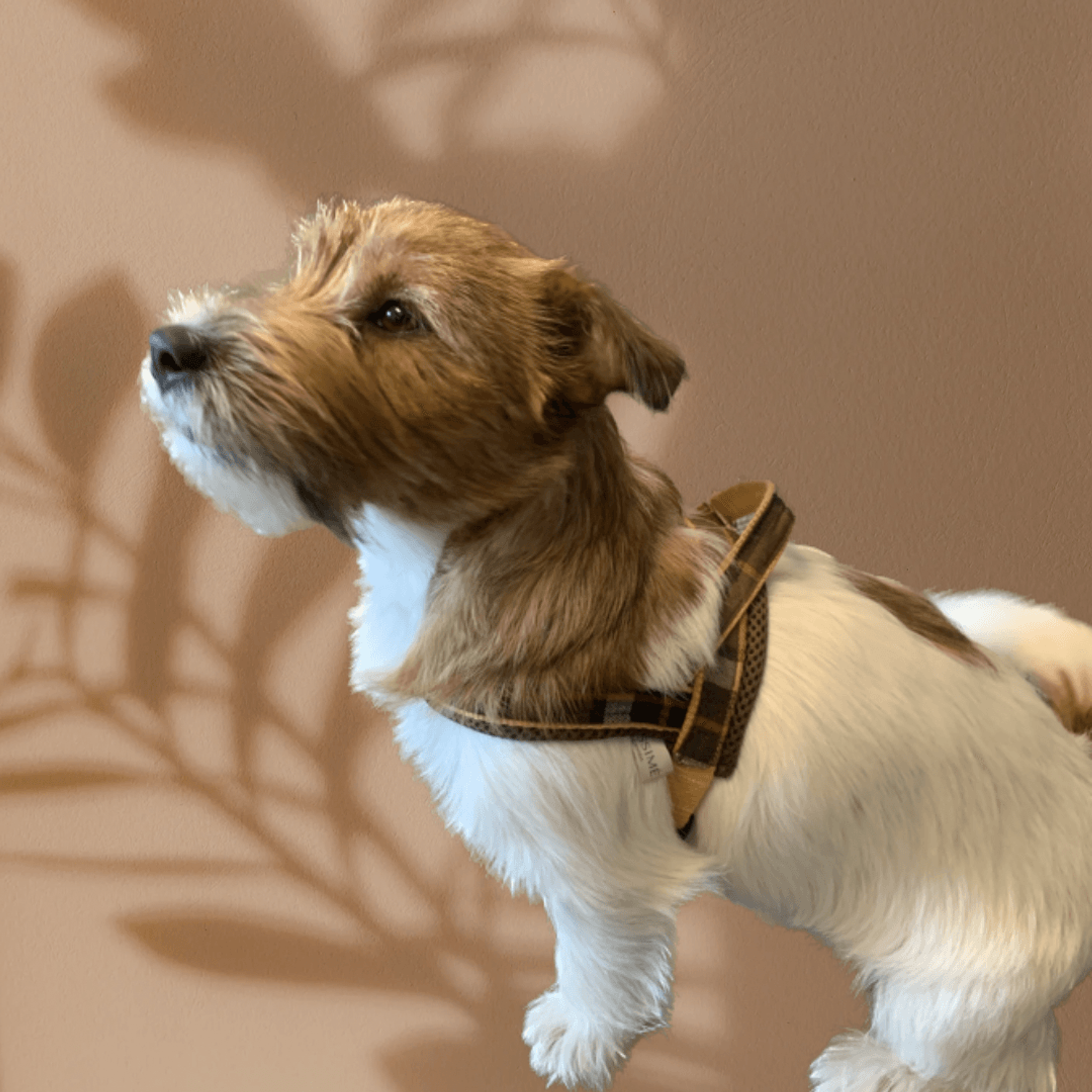 Medallion One-Click Dog Harness.