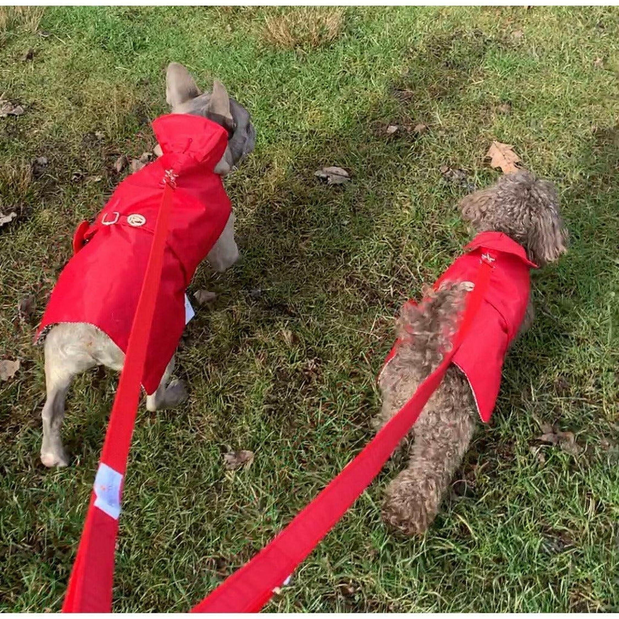 Red Rain Matching Leash.