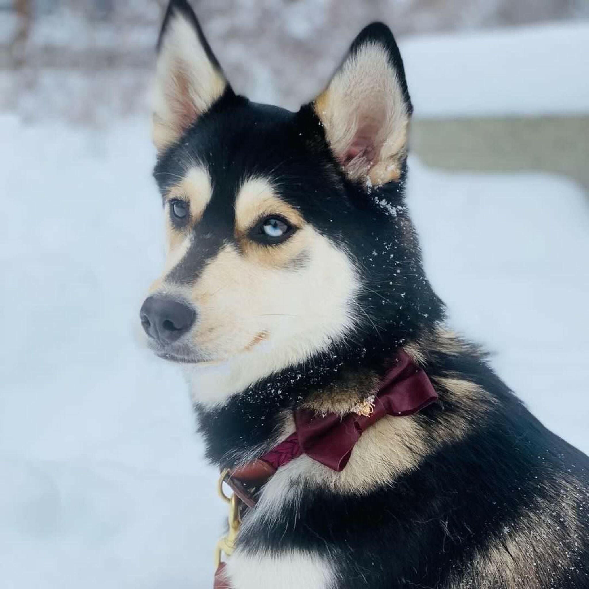 Red Wine Bow Tie.