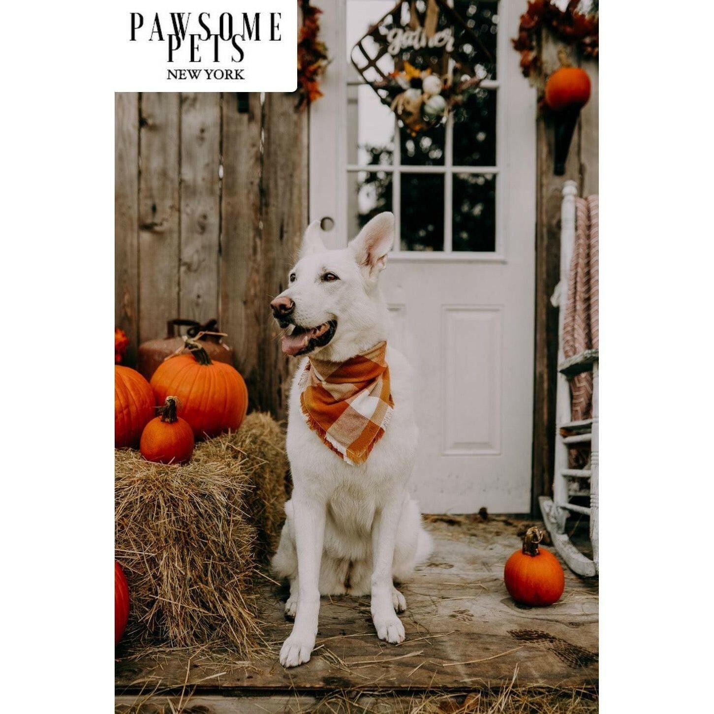 Bandana - Pumpkin.