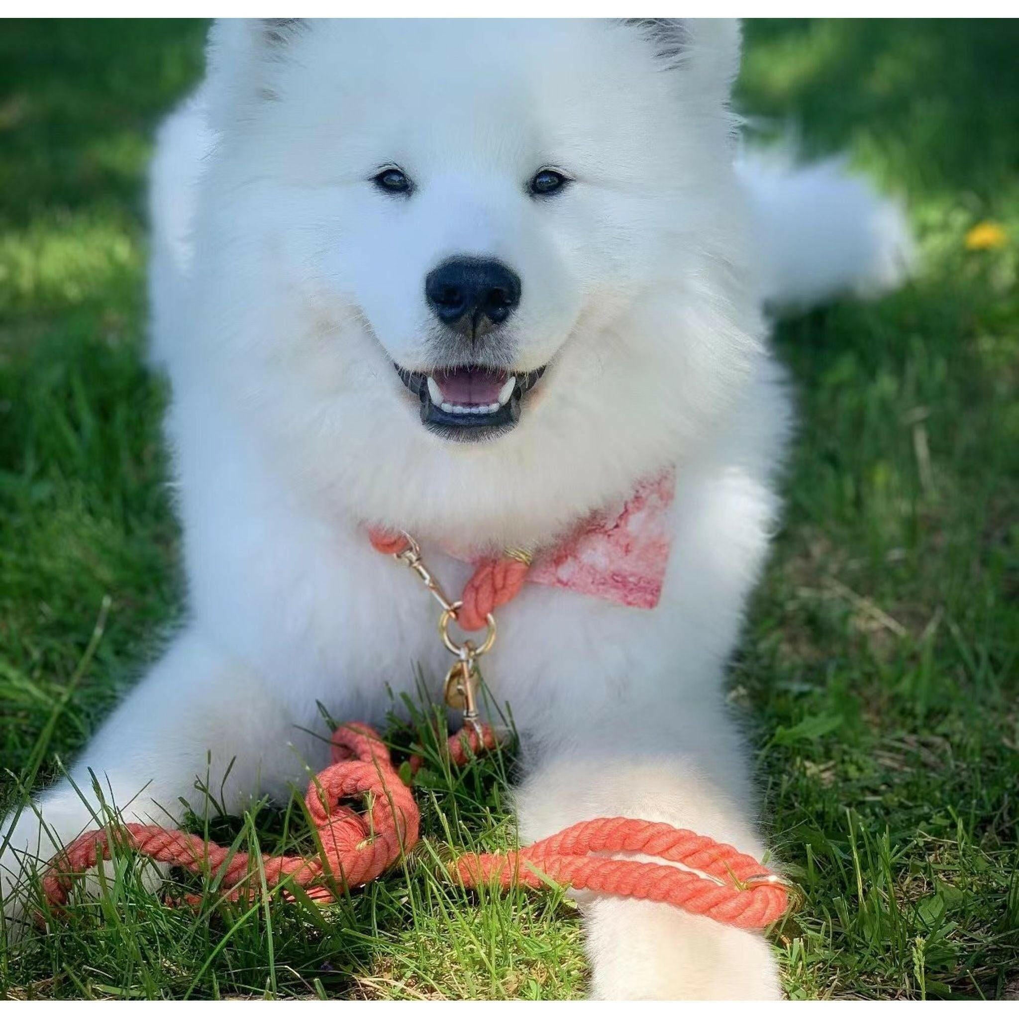 Dog Rope Leash - Watermelon Red.